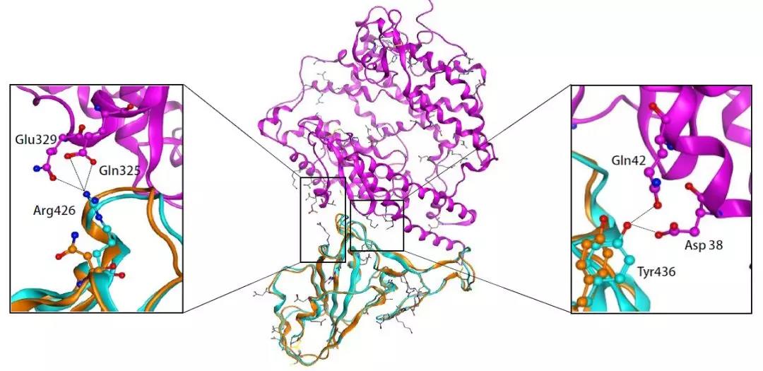 北大团队重磅发现：常用药氨溴索【沐舒坦】或可治疗武汉新冠肺炎